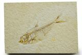 Fossil Fish (Diplomystus) - Wyoming #363906-1
